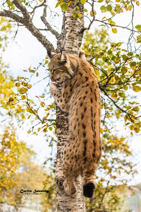 Eurasian Lynx Climbing a Tree