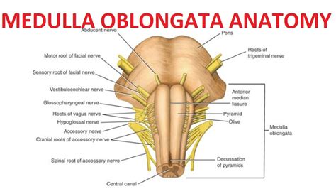 Medulla Oblongata Anatomy - YouTube