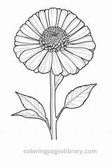 Free Printable Zinnia Coloring Pages For Kids sketch template