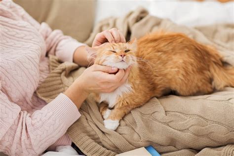 Cat Smell: Why Some Cat Owners Don't Have This Problem – Cook It