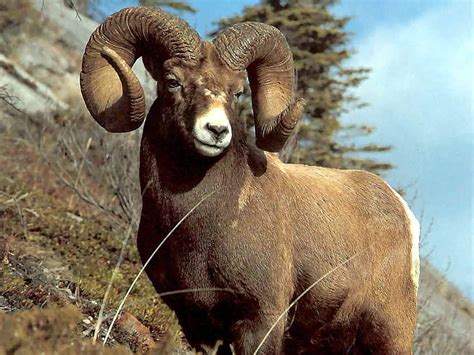 The symbol for Aries is the Ram. Animals wild, Big horn sheep, Animals ...