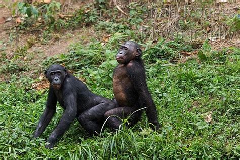 Bonobos mating (Pan paniscus). Lola Ya Bonobo Santuary, Democratic Republic of Congo. Oct 2010.