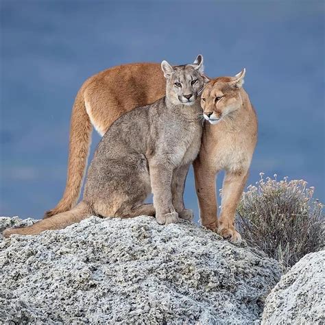 A female Patagonian puma with one of her three grown cubs, on the fringes of Torres del Paine ...