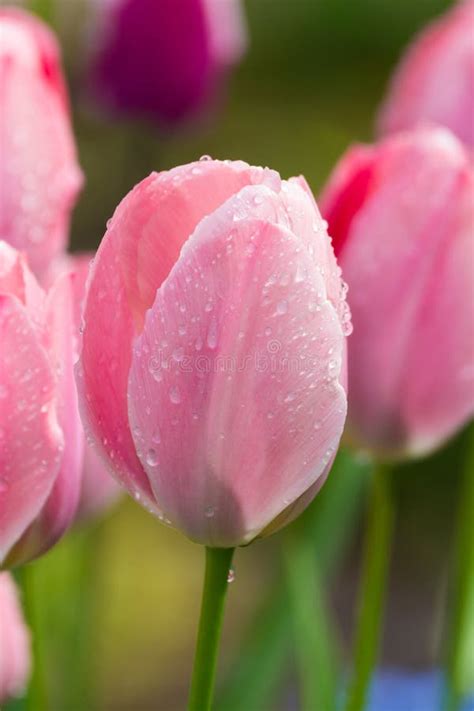 Pink Tulips after Rain with Rain Drops Close-up Stock Photo - Image of ...