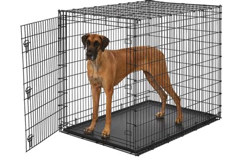 The BEST Crate for Great Danes (Don't Look Any Further!)