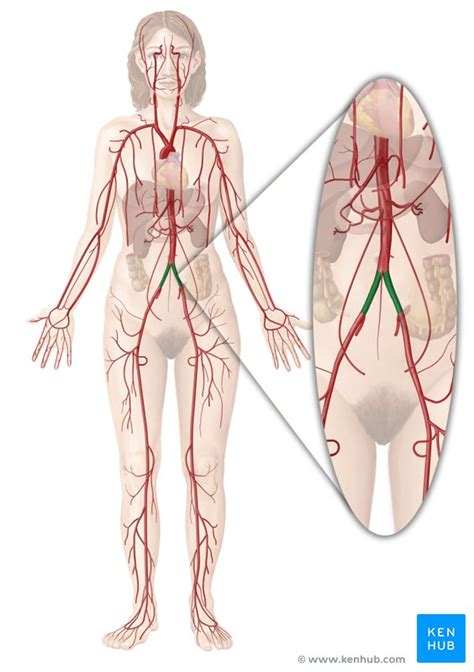 Iliac arteries: Branches and clinical points | Kenhub