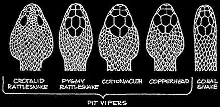 Pit viper head shapes | Snake drawing, Snake, Snake art