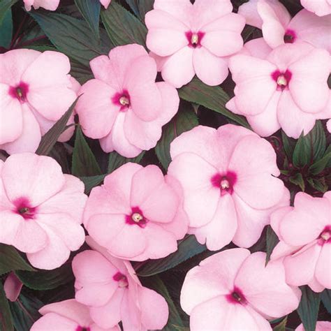 Infinity® Pink - New Guinea Impatiens - Impatiens hawkeri | Proven Winners