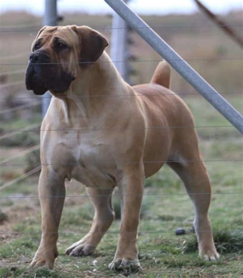 South African Boerboel Cost - mixpost