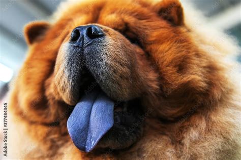 chow chow. Large dog face with protruding purple tongue. Close-up portrait of an animal. Stock ...