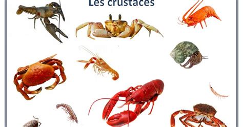 Les crustacés.pdf | Classification des animaux, Animaux, Animaux de la mer