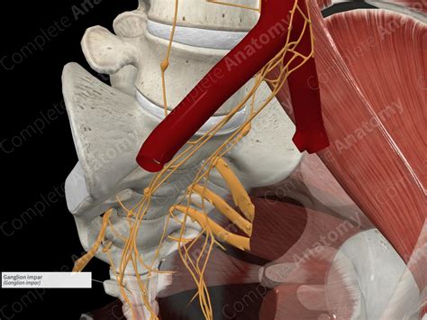 Ganglion impar | Complete Anatomy