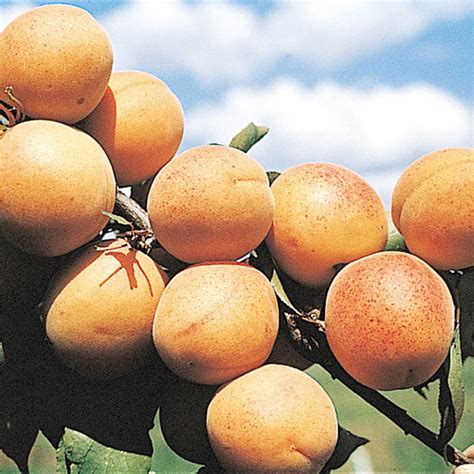 Mancurian Bush Apricot Tree | Gurney's Seed & Nursery Co.