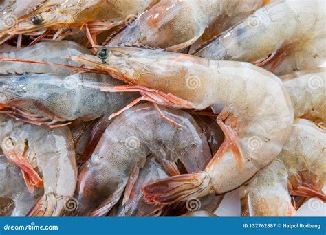 Group Of Fresh Shrimps Prawns Seafood Red Skin Prawn Vannamei Stock ...