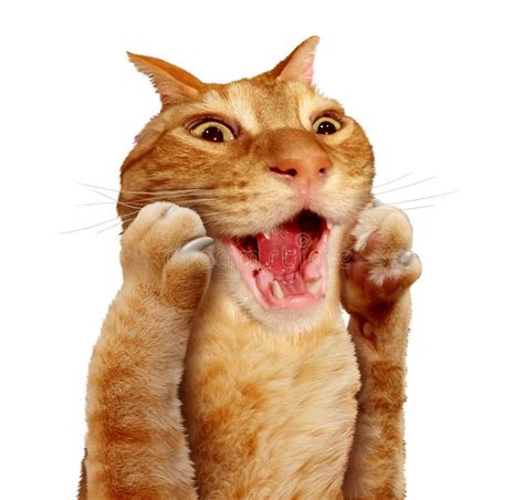 Surprised Cat Expression stock image. Image of animal - 183296039