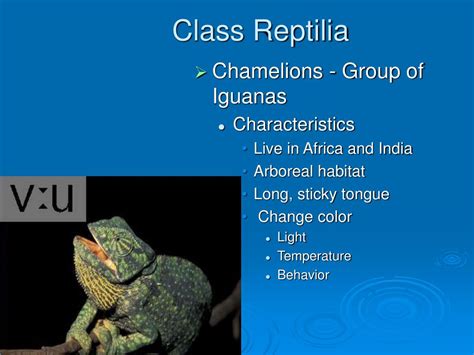 PPT - Class Reptilia PowerPoint Presentation, free download - ID:2778938
