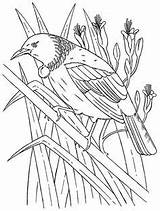 Kereru Coloring Page  Pages Color Art For Kids sketch template