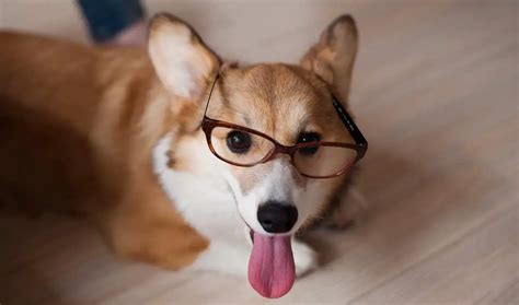 Corgi Size: Are Corgis Small Or Medium Dogs? - Corgi Care