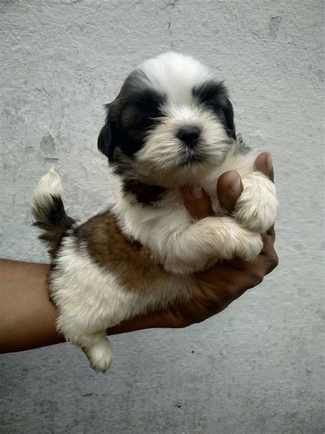 Lhasapoo Puppies For Adoption