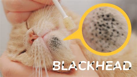 Cleaning Cat's Blackhead - My Secret Weapon For Cat Acne - No One Has Ever Recommended It 👍👍 ...