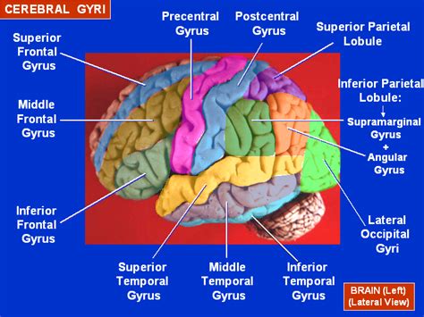 Human Anatomy Mcqs Postgraduation Entrance preparation: 57 - Sulci and Gyri of Brain