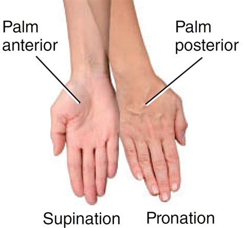 Pronation Anatomy