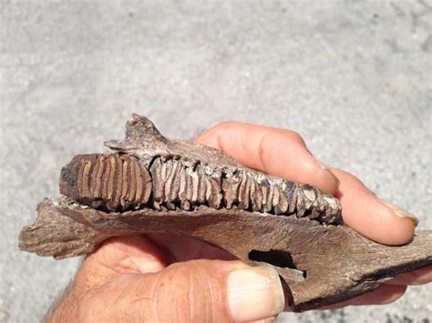 Capybara Jaw Bone Fossil - Fossils & Artifacts for Sale | Paleo Enterprises