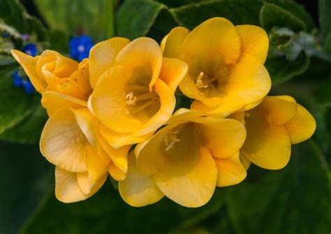 17 Distinct Freesia Varieties - 'Select By The Nose As Well As The Eye' Says Dan Ori ...