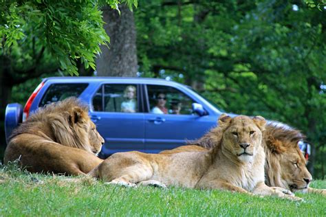 Longleat Safari Park ready to re-open | The Swindonian