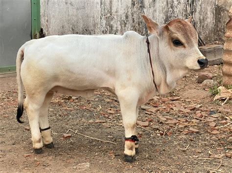 ರೈತರಿಗೆ ಶುಭಸುದ್ದಿ, ಗೋಮೂತ್ರ ಖರೀದಿಗೆ ಮುಂದಾದ ಸರ್ಕಾರ! – News18 ಕನ್ನಡ