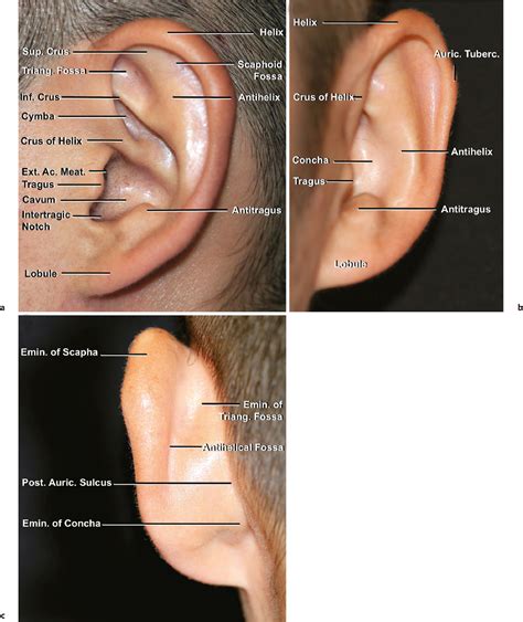 Posterior External Ear Anatomy