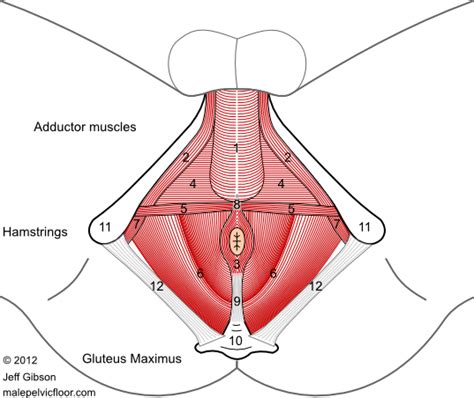 Pelvic Floor Muscles Anatomy Male - Carpet Vidalondon