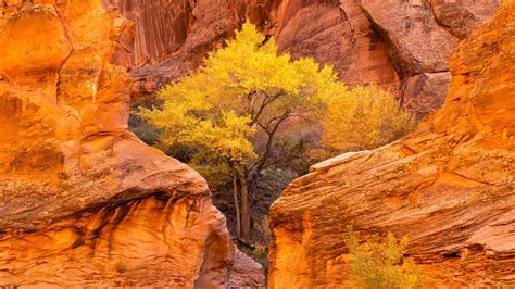 Bing HD Wallpaper Sep 23, 2023: Coyote Gulch, Glen Canyon National Recreation Area, Utah, USA ...