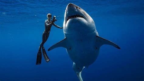 Divers swim with one of biggest great white sharks off Hawaii - BBC News