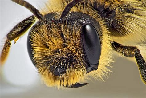 Bee Head | Bee, Insects, Bee keeping