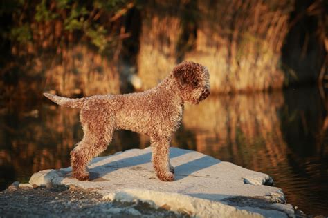 The 6 Best Lagotto Romagnolo Breeders In The U.S.