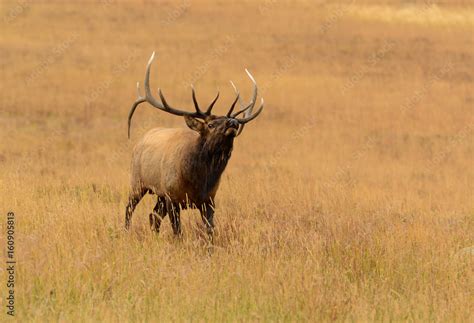 Bull elk bugling during fall mating season in the Rocky Mountains Stock Photo | Adobe Stock