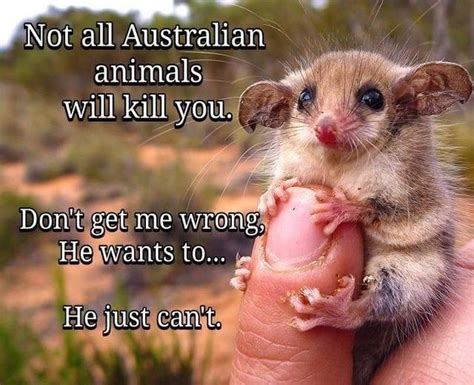 Not All Australian Animals Will Kill You | Australia funny, Cute funny animals, Australian animals