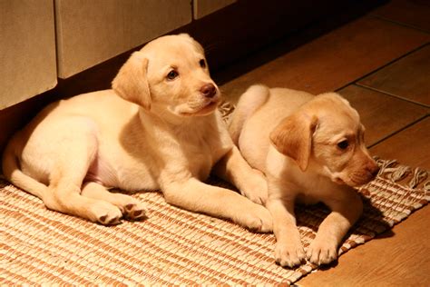 File:Yellow Labrador puppies (4166519466).jpg - Wikimedia Commons