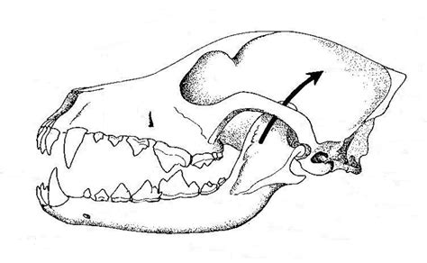 Dog's skull and teeth | Biological drawings of Teeth and Dentition ...