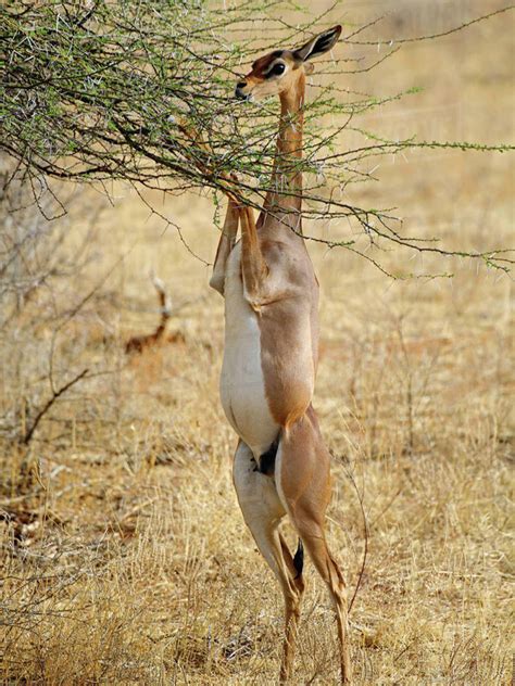 Facts About The Gerenuk | 5 Facts About These Unusal Antelope