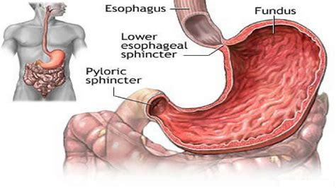 [DIAGRAM] Diagram Of The Lower Esophageal Sphincter - MYDIAGRAM.ONLINE