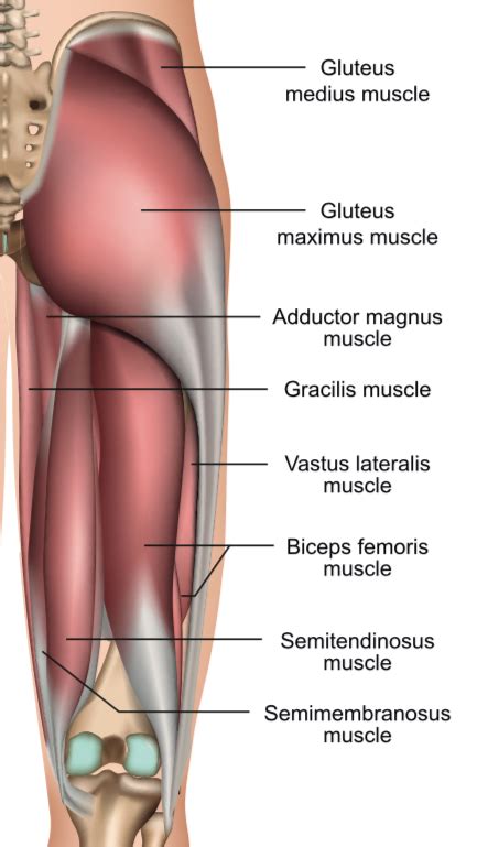 Exercises to Correct Quadricep/Hamstring Imbalances