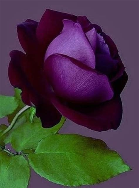 Purple Rose | Beautiful rose flowers, Rose seeds, Purple roses
