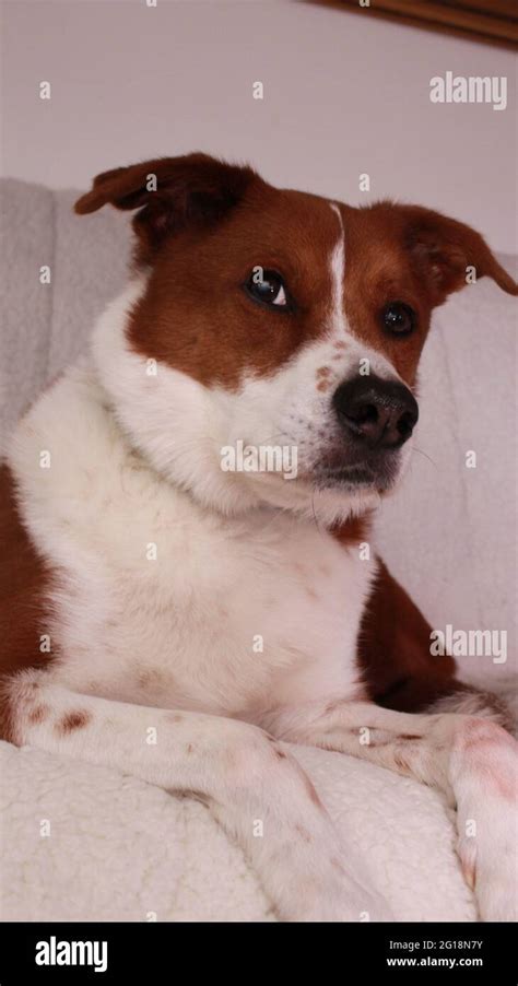 dog sleeping on the couch Stock Photo - Alamy