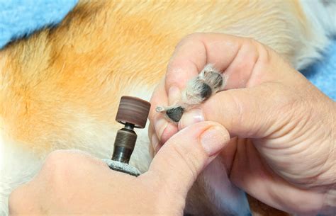 What Is Puppy Nail Grinding