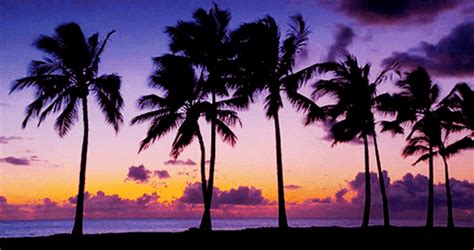 Palm Trees Beach GIF - Find & Share on GIPHY