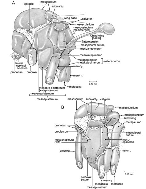 Thoraces of Diptera (a) and Parapolycentropus burmiticus (B). A.... | Download Scientific Diagram