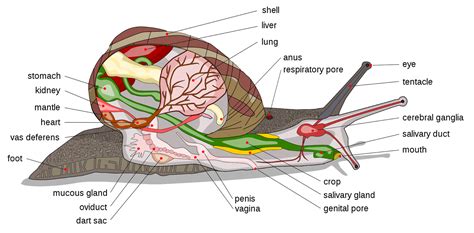 World Trend: Structure of radula