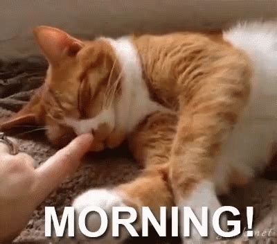 Morning Cat GIF - Goodmorning Morning Cats - Discover & Share GIFs